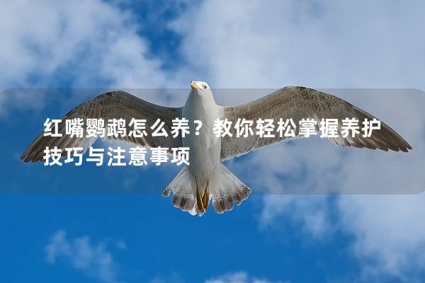 红嘴鹦鹉怎么养？教你轻松掌握养护技巧与注意事项