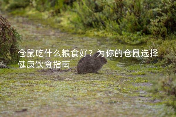 仓鼠吃什么粮食好?为你的仓鼠选择健康饮食指南