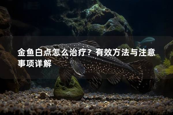 金鱼白点怎么治疗？有效方法与注意事项详解