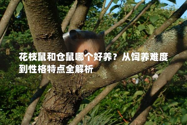 花枝鼠和仓鼠哪个好养？从饲养难度到性格特点全解析