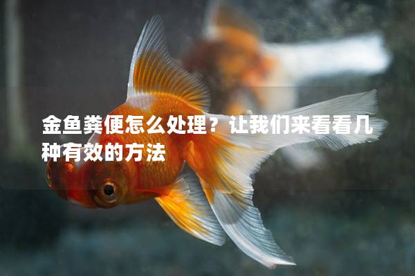 金鱼粪便怎么处理？让我们来看看几种有效的方法