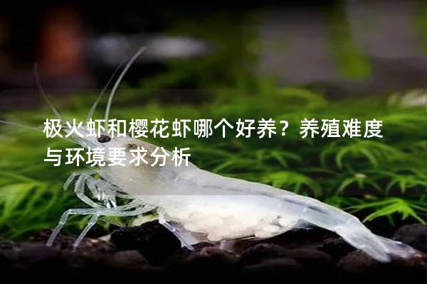 极火虾和樱花虾哪个好养？养殖难度与环境要求分析