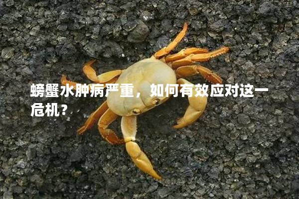 螃蟹水肿病严重，如何有效应对这一危机？