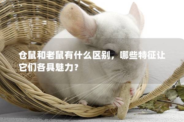 仓鼠和老鼠有什么区别，哪些特征让它们各具魅力？