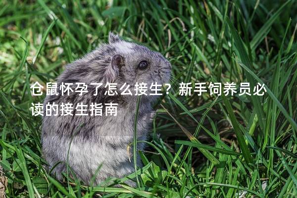 仓鼠怀孕了怎么接生？新手饲养员必读的接生指南