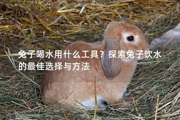 兔子喝水用什么工具？探索兔子饮水的最佳选择与方法