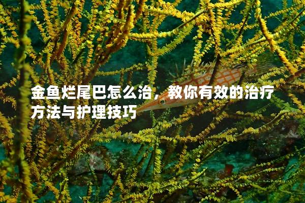 金鱼烂尾巴怎么治，教你有效的治疗方法与护理技巧