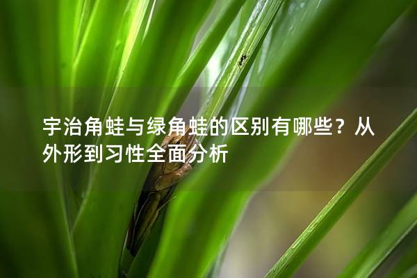 宇治角蛙与绿角蛙的区别有哪些？从外形到习性全面分析