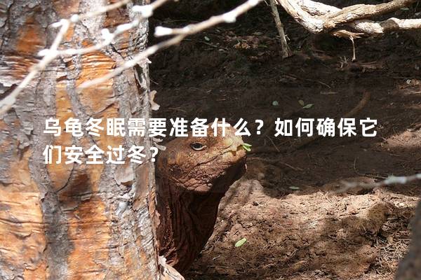 乌龟冬眠需要准备什么？如何确保它们安全过冬？