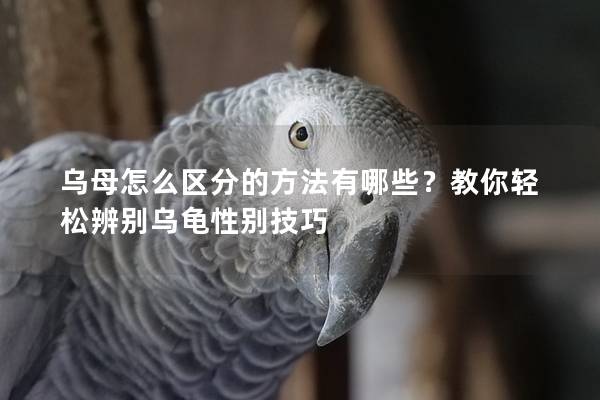 乌母怎么区分的方法有哪些？教你轻松辨别乌龟性别技巧