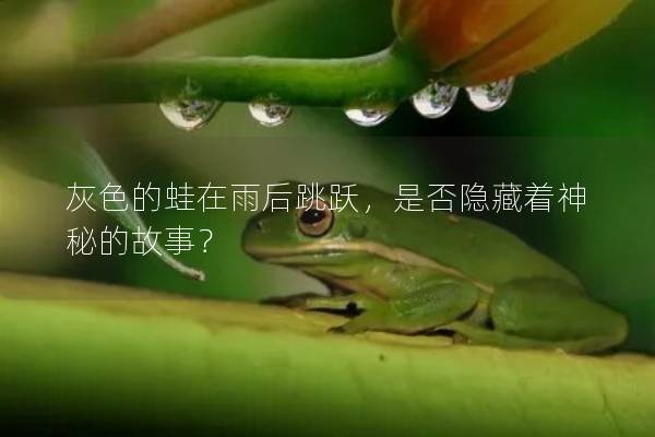 灰色的蛙在雨后跳跃，是否隐藏着神秘的故事？