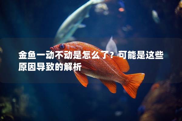 金鱼一动不动是怎么了？可能是这些原因导致的解析