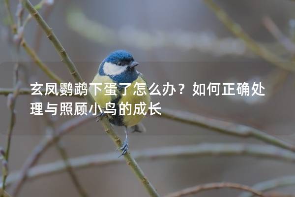 玄凤鹦鹉下蛋了怎么办？如何正确处理与照顾小鸟的成长