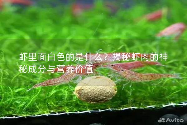 虾里面白色的是什么？揭秘虾肉的神秘成分与营养价值