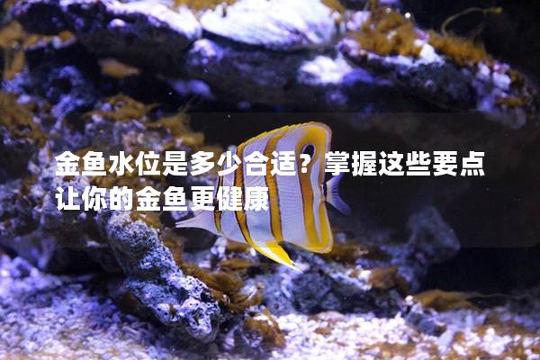 金鱼水位是多少合适？掌握这些要点让你的金鱼更健康