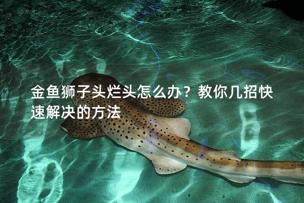 金鱼狮子头烂头怎么办？教你几招快速解决的方法