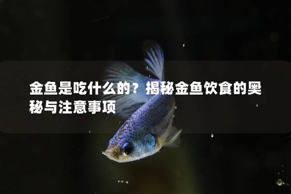 金鱼是吃什么的？揭秘金鱼饮食的奥秘与注意事项