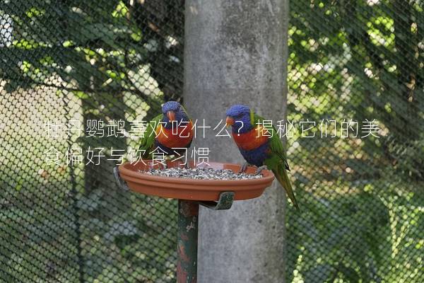 牡丹鹦鹉喜欢吃什么？揭秘它们的美食偏好与饮食习惯