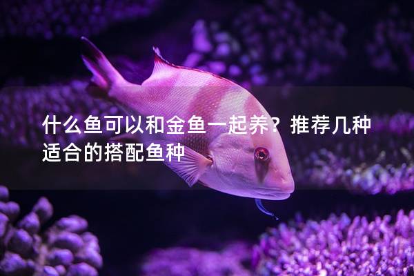 什么鱼可以和金鱼一起养？推荐几种适合的搭配鱼种