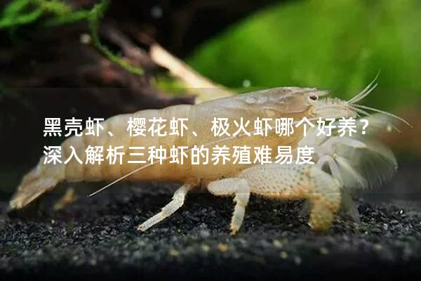 黑壳虾、樱花虾、极火虾哪个好养？深入解析三种虾的养殖难易度