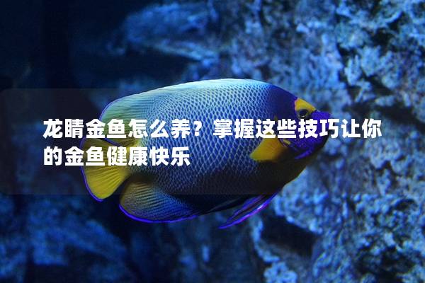 龙睛金鱼怎么养？掌握这些技巧让你的金鱼健康快乐