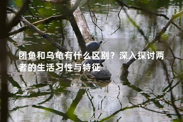 团鱼和乌龟有什么区别？深入探讨两者的生活习性与特征