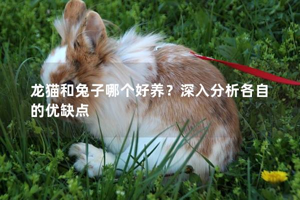 龙猫和兔子哪个好养？深入分析各自的优缺点