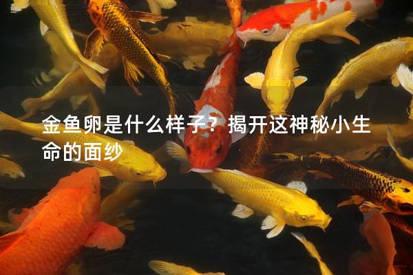 金鱼卵是什么样子？揭开这神秘小生命的面纱