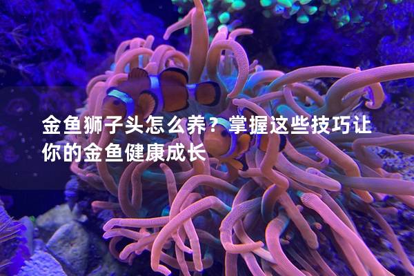 金鱼狮子头怎么养？掌握这些技巧让你的金鱼健康成长