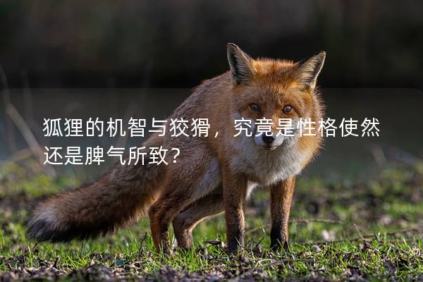 狐狸的机智与狡猾，究竟是性格使然还是脾气所致？