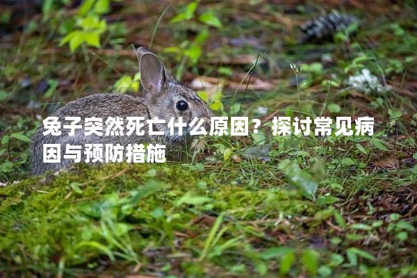 兔子突然死亡什么原因？探讨常见病因与预防措施