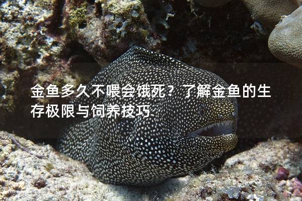 金鱼多久不喂会饿死？了解金鱼的生存极限与饲养技巧