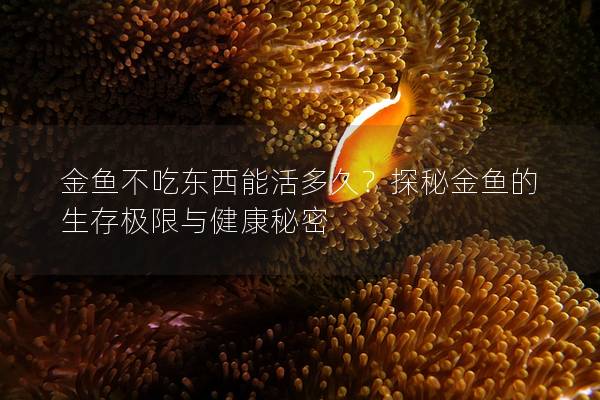 金鱼不吃东西能活多久？探秘金鱼的生存极限与健康秘密