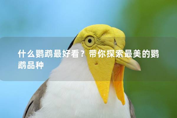 什么鹦鹉最好看？带你探索最美的鹦鹉品种