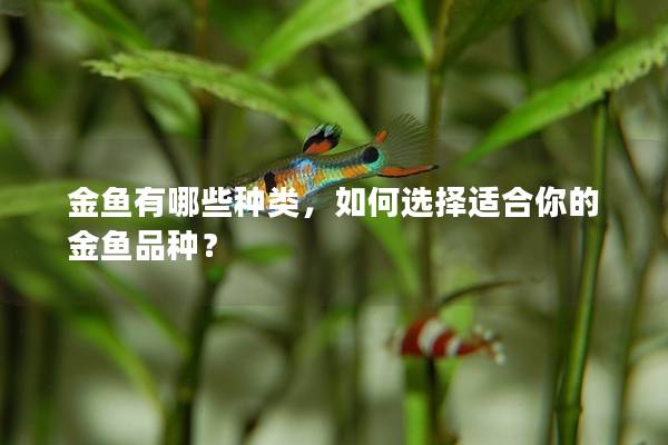 金鱼有哪些种类，如何选择适合你的金鱼品种？