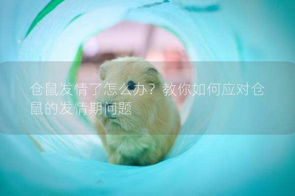 仓鼠发情了怎么办?教你如何应对仓鼠的发情期问题
