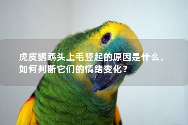 虎皮鹦鹉头上毛竖起的原因是什么，如何判断它们的情绪变化？