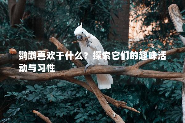 鹦鹉喜欢干什么？探索它们的趣味活动与习性