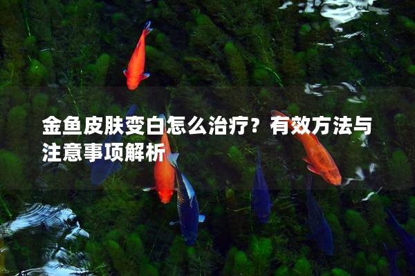 金鱼皮肤变白怎么治疗？有效方法与注意事项解析