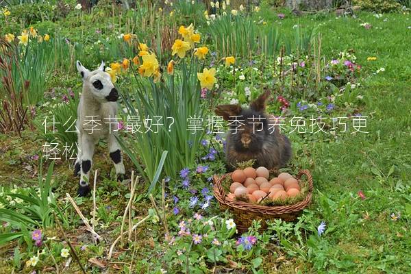 什么季节最好？掌握季节养兔技巧更轻松