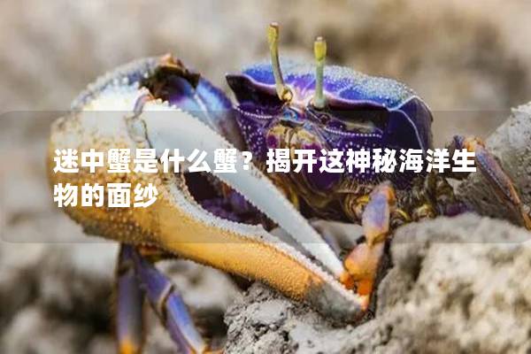 迷中蟹是什么蟹？揭开这神秘海洋生物的面纱