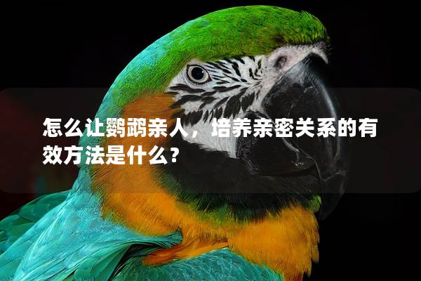 怎么让鹦鹉亲人，培养亲密关系的有效方法是什么？