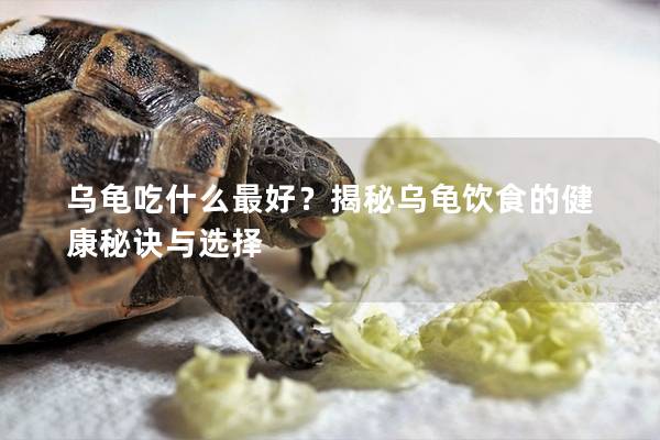 乌龟吃什么最好？揭秘乌龟饮食的健康秘诀与选择