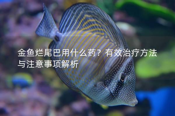 金鱼烂尾巴用什么药？有效治疗方法与注意事项解析