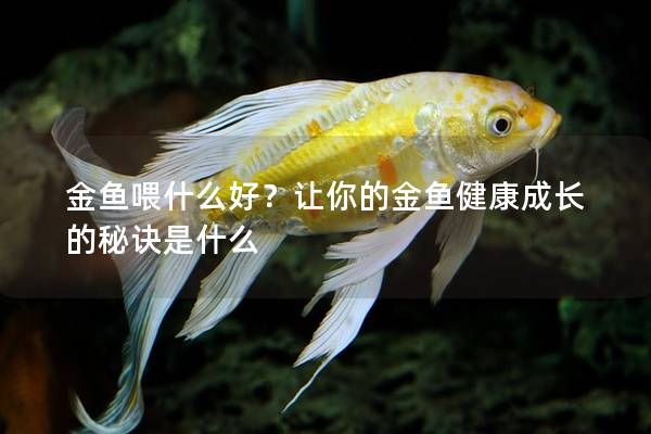 金鱼喂什么好？让你的金鱼健康成长的秘诀是什么