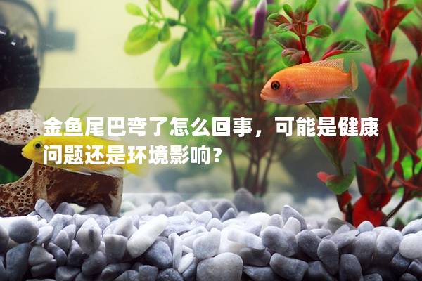 金鱼尾巴弯了怎么回事，可能是健康问题还是环境影响？