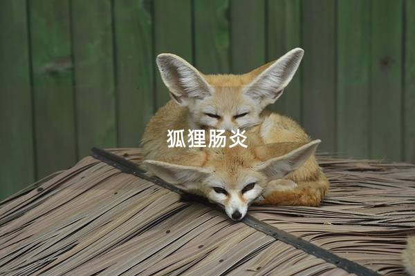 狐狸肠炎