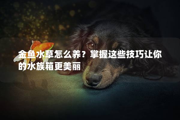 金鱼水草怎么养？掌握这些技巧让你的水族箱更美丽