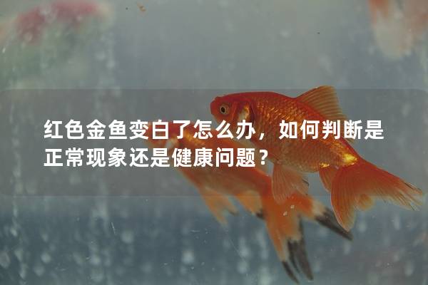 红色金鱼变白了怎么办，如何判断是正常现象还是健康问题？