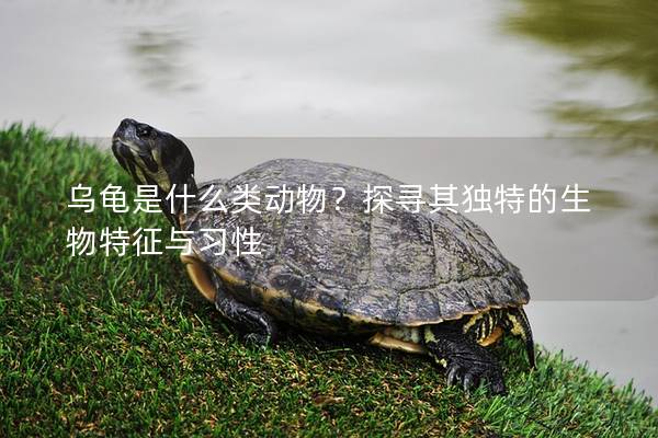 乌龟是什么类动物？探寻其独特的生物特征与习性